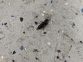 MITers West Holiday Party 2024 Bug Reported.jpg